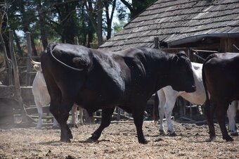 Plemenny byk wagyu - 2