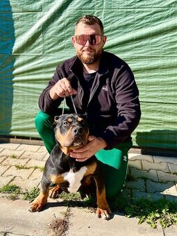 American bully xl/xxl - 2