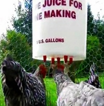 Napajacka niple pre, hydinu sliepky kury brjlere husi - 2