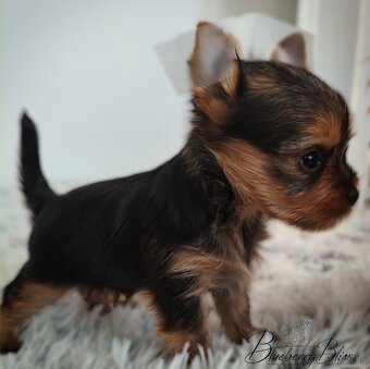 Yorkshire Terrier s PP (rodokmeňom), York, šteniatka - 2
