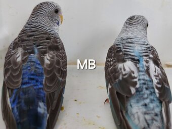 Blackwings čiernokridle andulky - 2