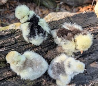 Kúpim  USA hodvabnicky mottled - 2