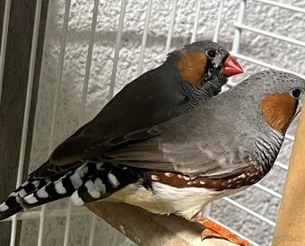 Predám 3ks samčekov zebrička austrálska. - 2