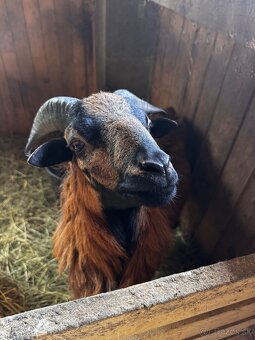 Kamerunské ovce - 2