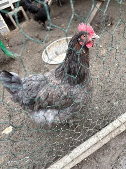 Dark Shell, Leghorn biely - 2