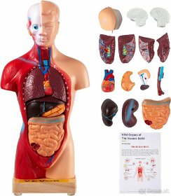 Torzo ludského tela - model s odnímatelnými časťami - 2