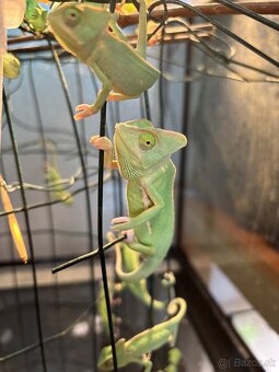 Predám chameleóny jemenské (Chamaeleo calyptratus) - 2