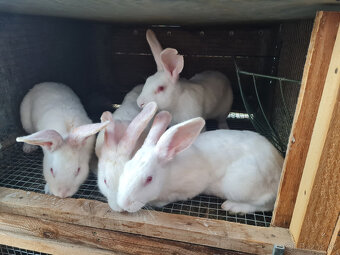 Predám zajace HYLA a BURGUNDSKÉ - čistokrvné - 2