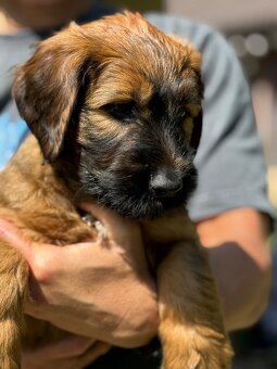 Briard s PP - 2