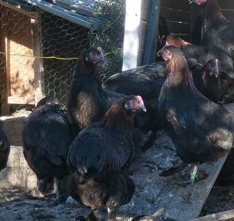 Mladky marans medenokrky - 2