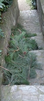 Čečina ,borovica čierna - 2