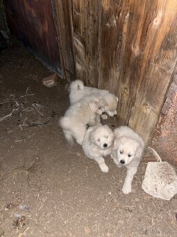 Slovenský čuvač - 2