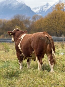 Plemenný býk Mäsový simentál - 2