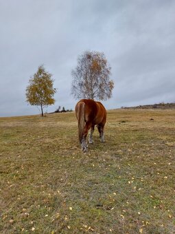 Predám tažnu kobilku - 2