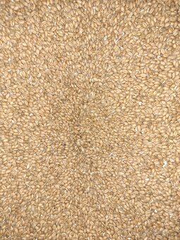 Psenica, jačmeň. - 2