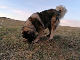 Kaukazský ovčiak - krytie - 2