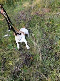 Jack russell teriér - 2