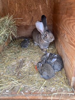 Zajace,kraliky,belgicky obor - 2