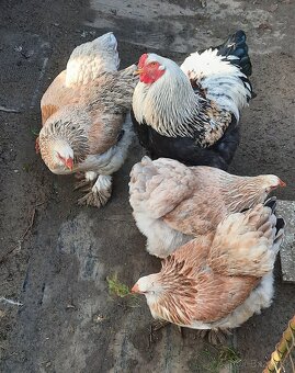 Násadové vajcia - 2