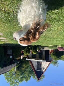Cavalier - Hľadáme fenku na krytie - 2