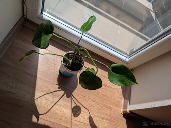 Monstera Deliciosa - 2