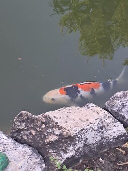 Koi kapre - 2