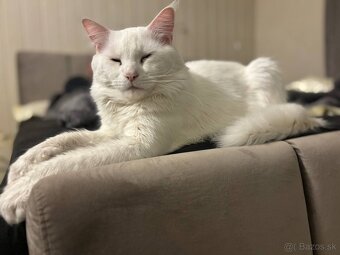 Maine Coon, Kocúrik na krytie - 2