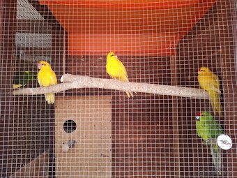 Kakariky - 2