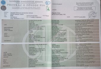 Labradorsky retriever s PP - 2