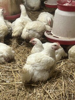 Brojlrove kurence - 2