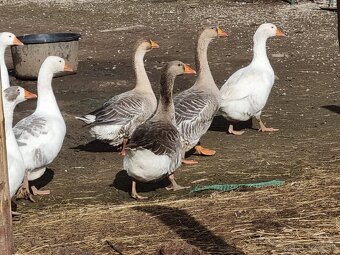 Tulúzska hus , Slovenská biela hus - 2