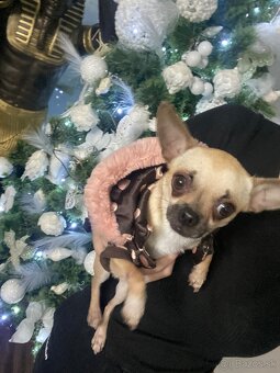 Čivava, mini čivava , Čiva , civava , čivavka mini - 2