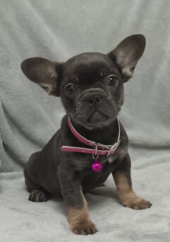 Francúzsky buldoček - 2