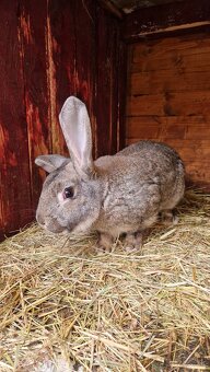 Pedám mladého samca do chovu - 2