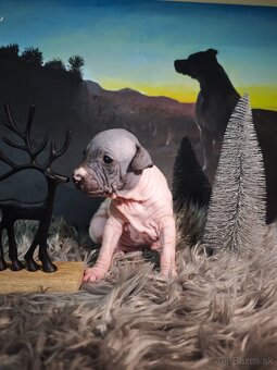 Americký bezsrstý teriér - 2