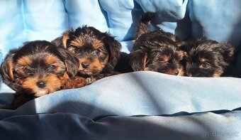 Yorkšhir,york,yorkšhirsky terier - 2