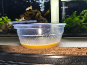 Mikry (mikročervy) – TOP živé krmivo - 2