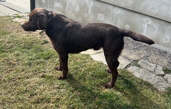 Labrador na krytie - 2