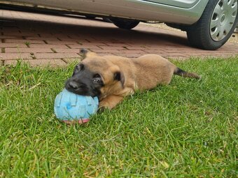 Belgický ovčiak malinois - bez PP - 2