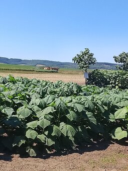 Paulownia Shan Tong  Agát sadenice - 2