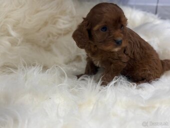 Cavapoo - 2