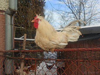 Predám kohúta Pavlovski - 2