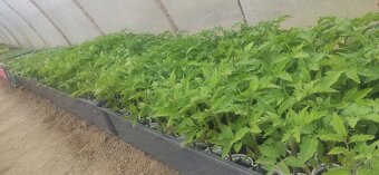 PRIESADY PLANTY - 2