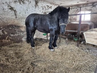 Nakup 🐎🐂 - 2