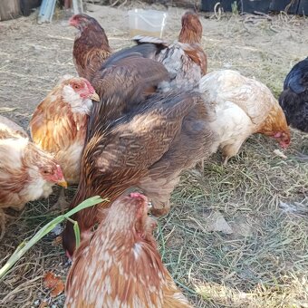 Araucana - 2