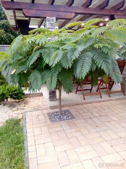 Albizia zelena-perzský hodvábny strom - 2