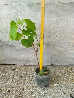 Vinič bakó - 2