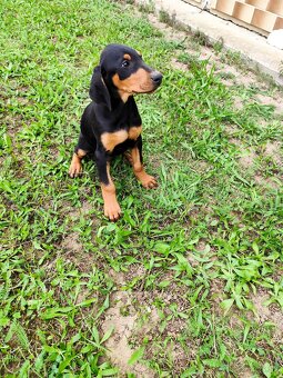 Doberman šteniatka - 2