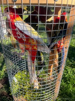 Rozely pestré , červené, škoricové , rubíno žltolíce - 2