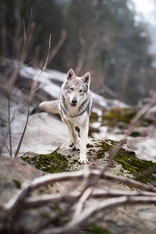 Saarloosov vlčiak - 2